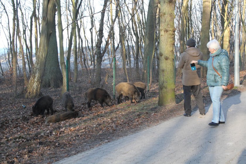 Inwazja dzików. Chowają się w mieście przed myśliwymi