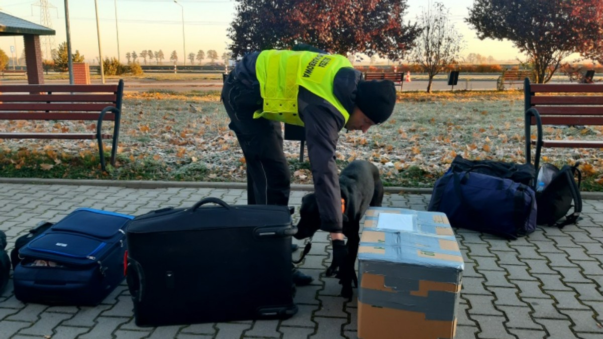 Opolskie. Młody mężczyzna przewoził marihuanę w kapsułkach do prania