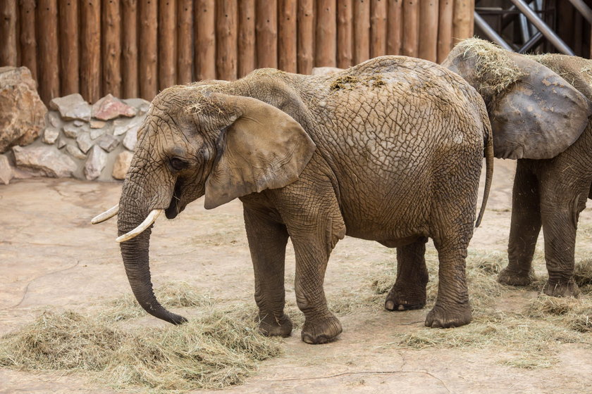 Dzięki robotowi chore dzieci oglądają zwierzęta w zoo