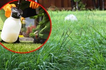 Bayer zapłaci fortunę poszkodowanym. Przełom w sprawie rakotwórczego działania Roundupu