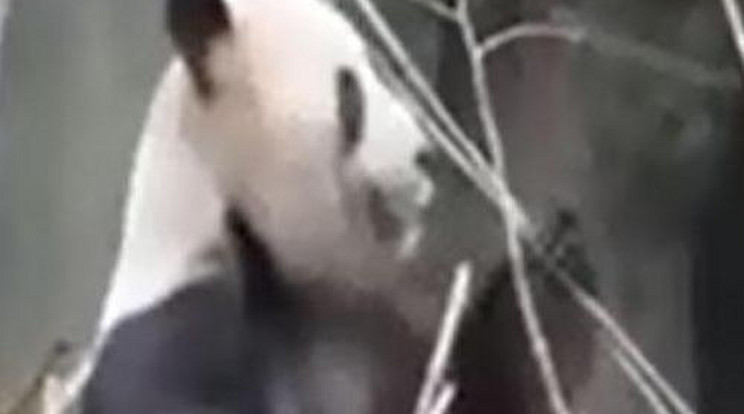 Elterelték a repülőket a terhes panda miatt