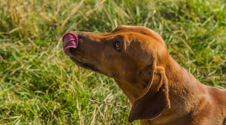 Súlyos mérgezést okoz a kutyáknál a penészes dió / Fotó: Northfoto