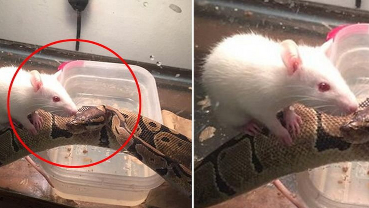 Właścicielka tego pytona postanowiła sprawić mu pyszny obiad i kupiła w sklepie białą myszkę. Kiedy wpuściła gryzonia do klatki stało się coś niesamowitego. Wąż nie tylko nie zaatakował zwierzaka - postanowił się z nim "zaprzyjaźnić".