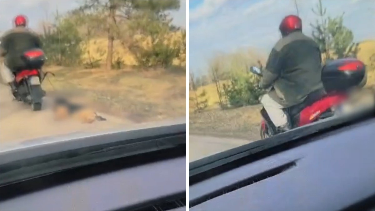 72-latek zabrał psa na morderczą przejażdżkę. Zwierzę nie przeżyło tego koszmaru