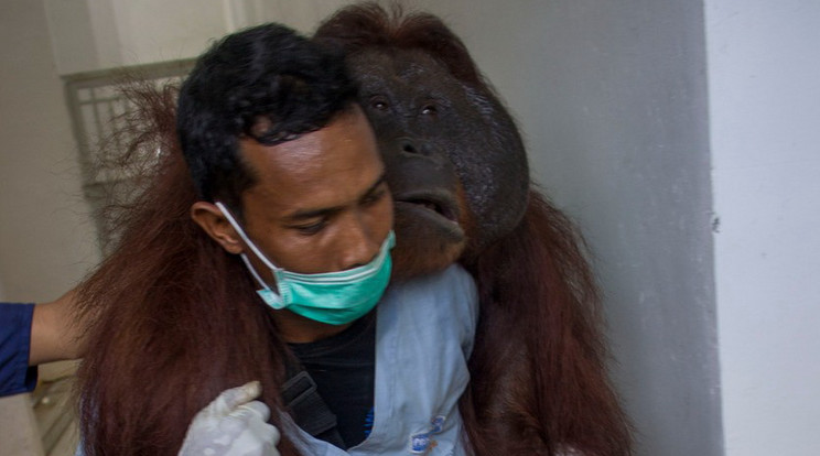 Orangutánt eresztettek szabadon Borneón / Fotó: Profimedia-Reddot