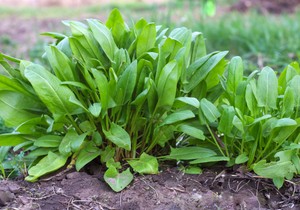 Kiseljak je odličan izvor antioksidanata