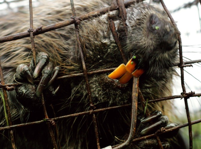 Fotoreportaż Wojtka Jargiło o przenoszeniu bobrów zwyciężył w konkursie BZ WBK PRESS FOTO 2009 w kategorii przyroda