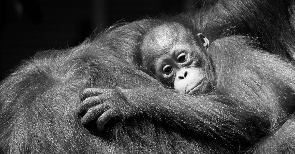  Ranny orangutan sam przygotował sobie lekarstwo. To pierwsza taka obserwacja w historii