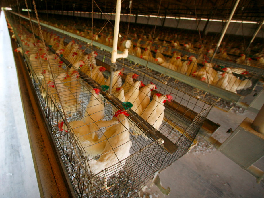 Caged hens seen at an egg farm in San Diego County in 2008.