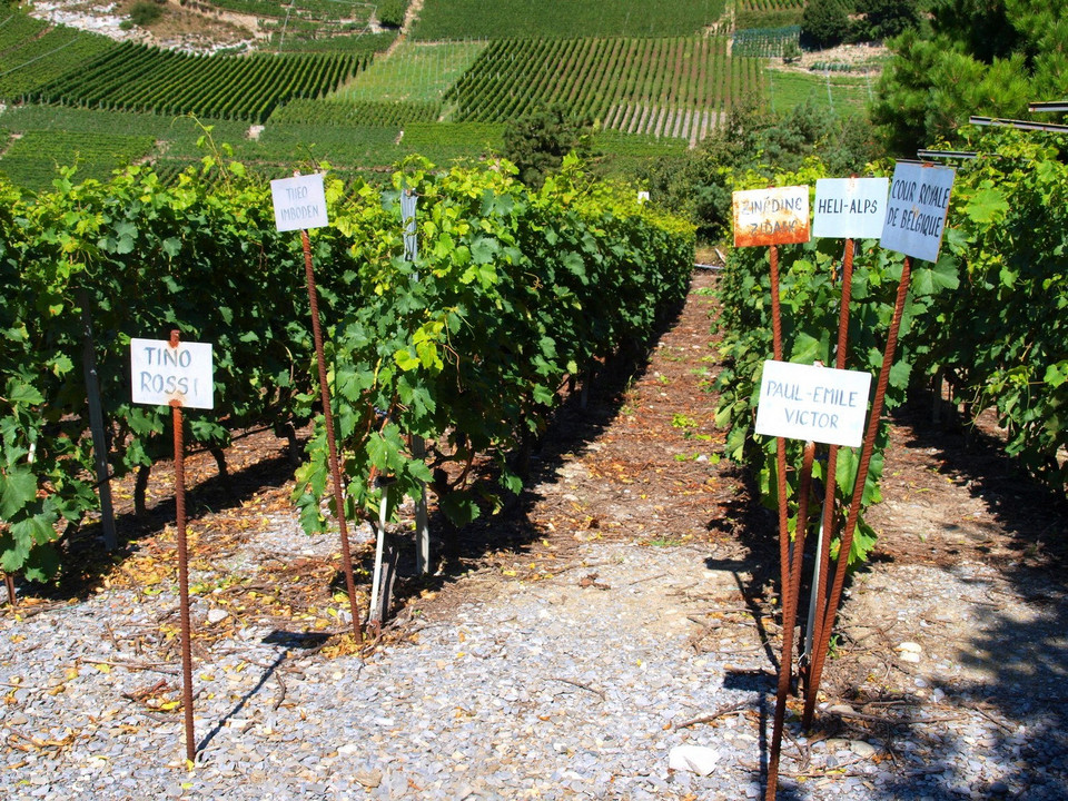 Winnica Farinet (Valais)