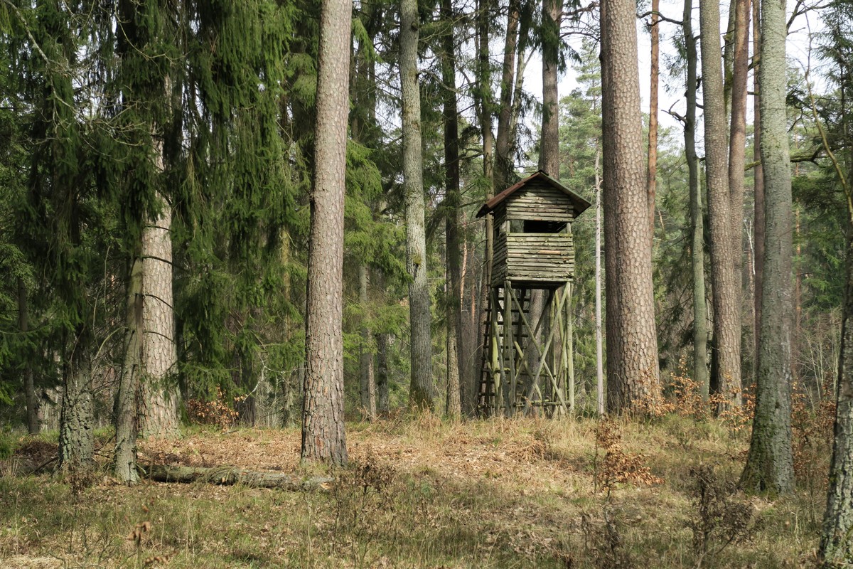 Drewniana ambona myśliwska na wysokich podporach stoi w lesie wśród wysokich drzew iglastych i liściastych.