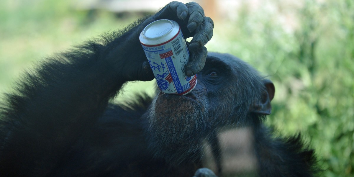 Szympans pije piwo w Chińskim zoo.