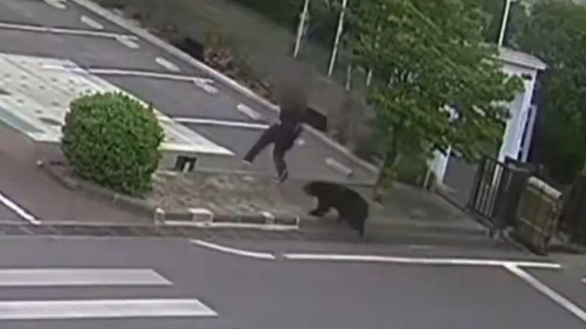 Medved u Japanu napao i povredio četiri osobe
