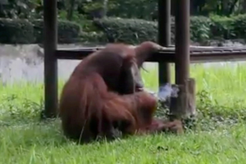 Orangutan Ozon z papierosem