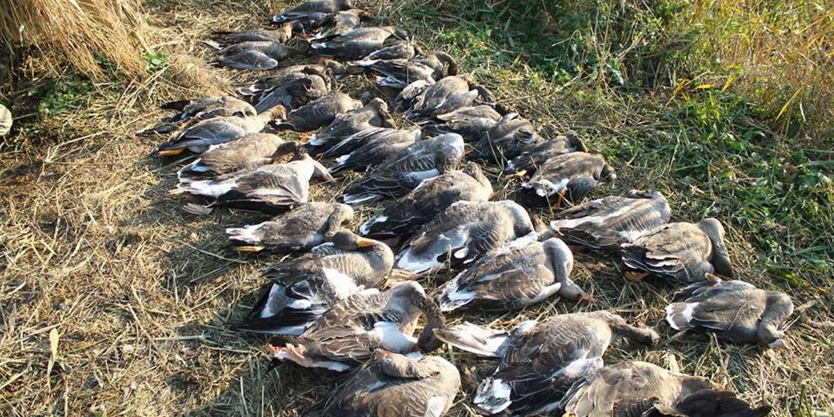 Za chwilę zginie 100 tysięcy dzikich ptaków! Taka jest tradycja...