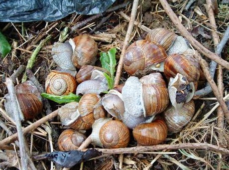 Policjanci uwolnili ślimaki winniczki