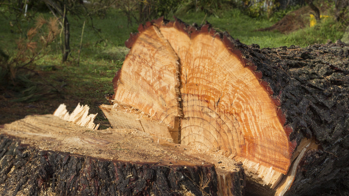 Od dziś zaczynają obowiązywać zaostrzone przepisy dotyczące wycinki drzew na prywatnych gruntach. W pewnych przypadkach, by wyciąć drzewo trzeba będzie wcześniej uzyskać zgodę w gminie.