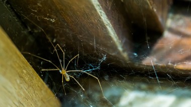 pajęcza nić pod lupą naukowców. nowe możliwości dla medycyny i technol