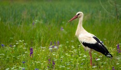 Wielki i trudny quiz o bocianach. 10/10 tylko dla orłów