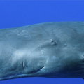 Te odchody wieloryba są wyjątkowe. Mogą kosztować 30 razy więcej niż srebro
