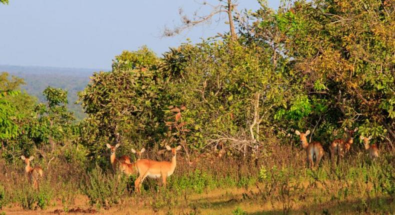 Forestry Commission announces ban on hunting, capturing of wild animals