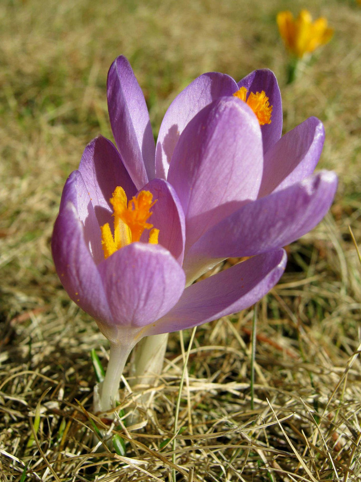 Wiosna w Lubinie, Fot. Majka_h1/Daj znać!