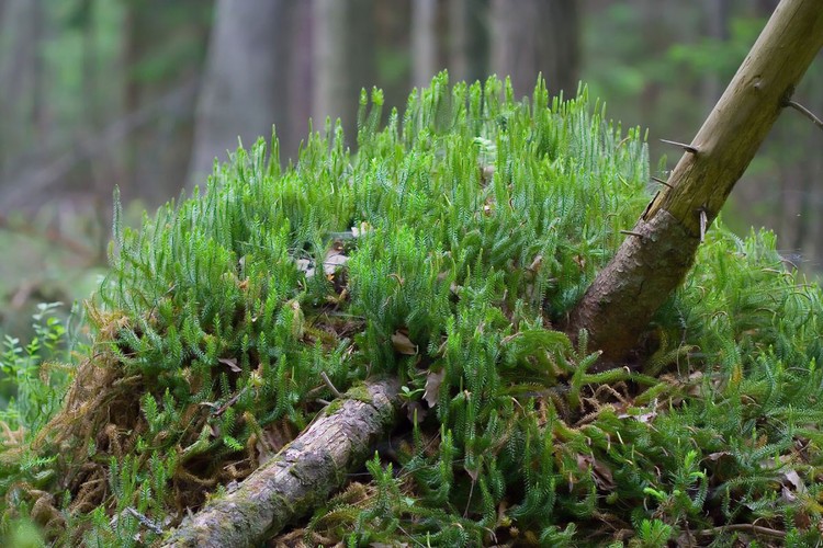 Najpiękniejsze krajobrazy Polski