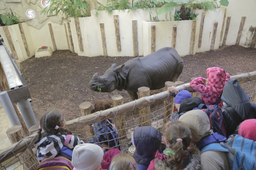 Nosorożec indyjski we wrocławskim zoo