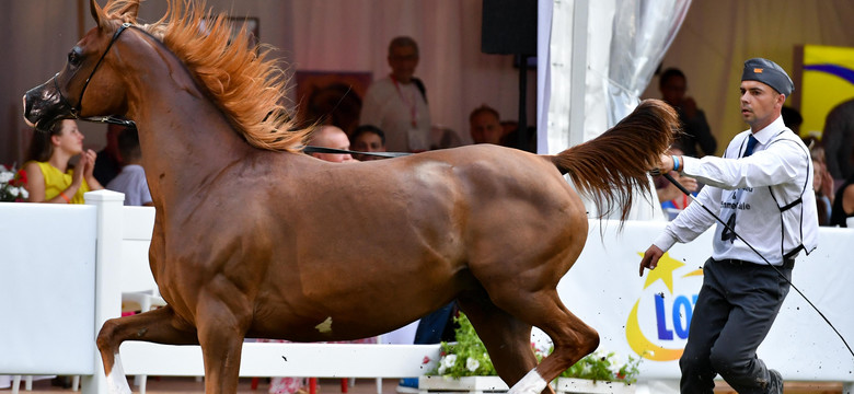 Wylicytował konie za milion euro i nie zapłacił. Organizatorzy Pride of Poland szykują plan "B"