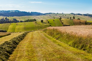 Klęski żywiołowe i ASF. Od 27 sierpnia rolnicy mogą ubiegać się o pomoc