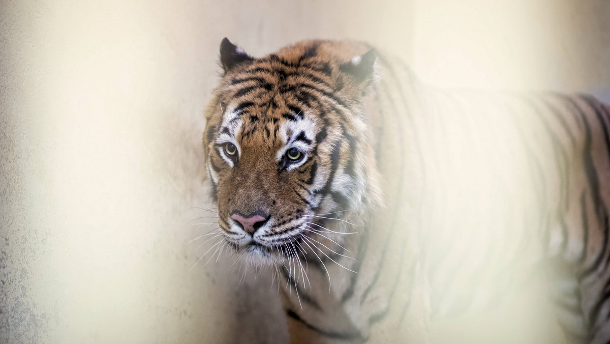 Poznań: nagranie z zoo, tygrysy przewiezione