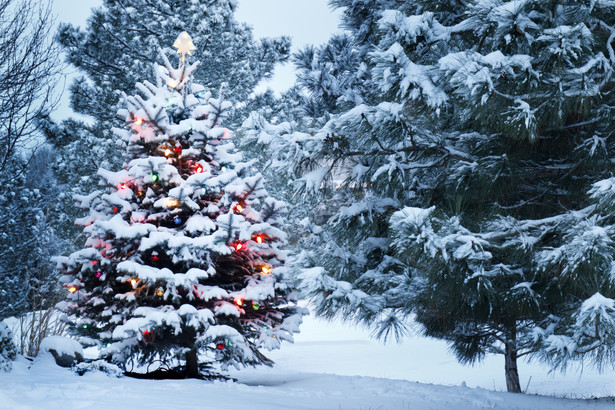 W tym roku jest mniej amatorów kradzionych choinek