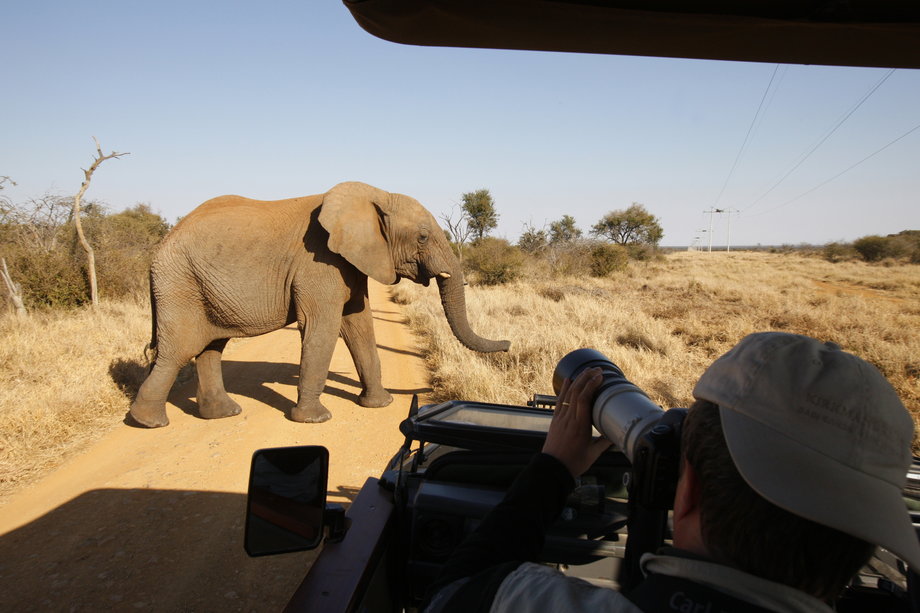 Słoń afrykański w rezerwacie Madikwe Game w Republice Południowej Afryki.