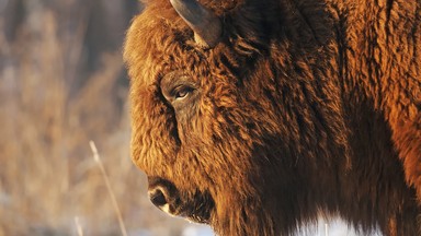 Puszcza Białowieska: Żubr padł ofiarą kłusowników. Pękło mu serce