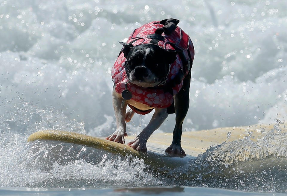 Takich surferów jeszcze nie widzieliście!