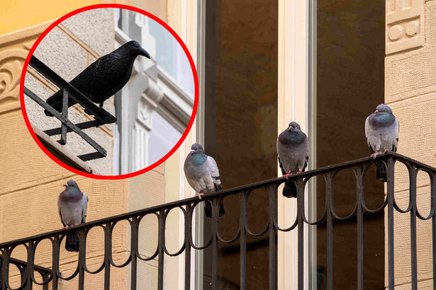 Sposoby na gołębie na balkonie. Jak się ich pozbyć?