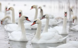 Łabędzie jadły szkodliwy dla ich organizmu mak. Ptaki padły