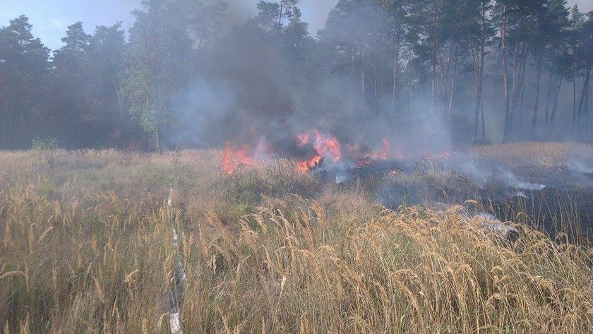 Pożar lasu pod Opolem