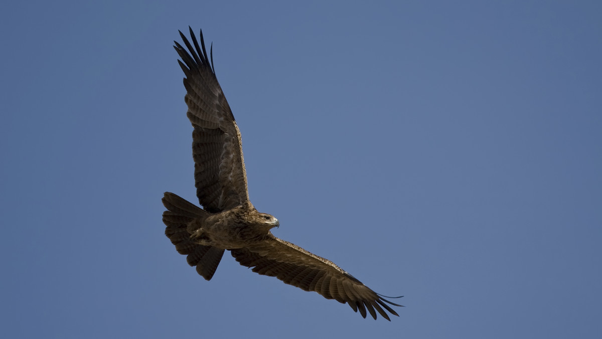 Prawie jedna trzecia orłów przednich, śledzonych przez satelitę, zginęła w podejrzanych okolicznościach - wynika z raportu szkockiego rządu. Niewykluczone, że chodzi o nielegalne odstrzały tych ptaków.