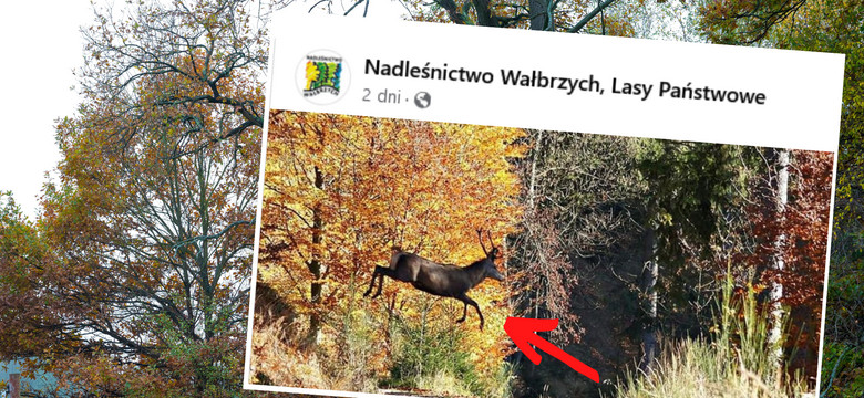 Fotografia leśników wprawia w osłupienie. "Umieją latać"