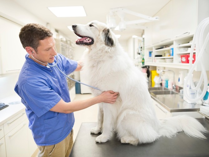 Najzdravije rase pasa prema mišljenju veterinara