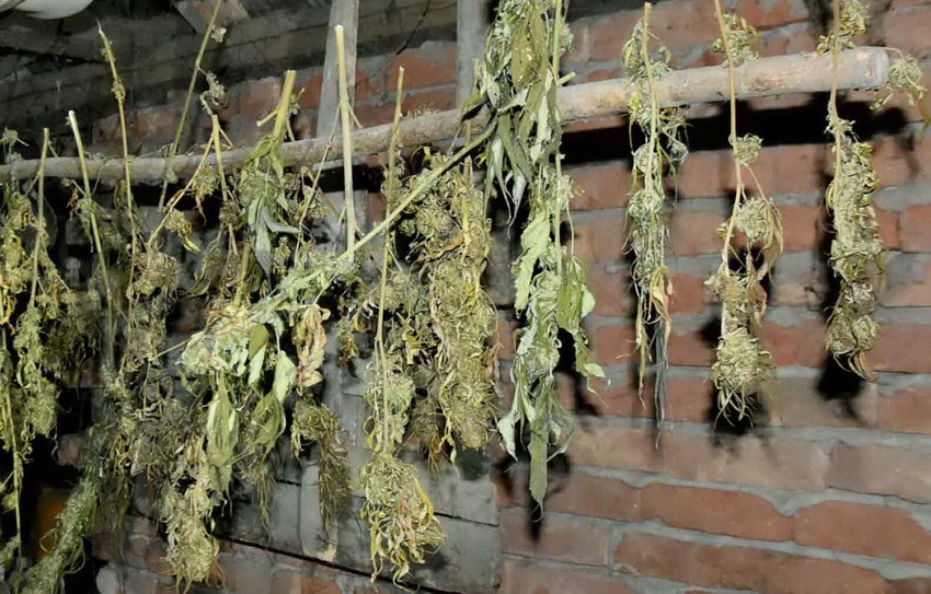 Zaplenjena marihuana