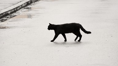 Bolesławiec: ktoś odciął kotu głowę i wyrzucił na ulicę