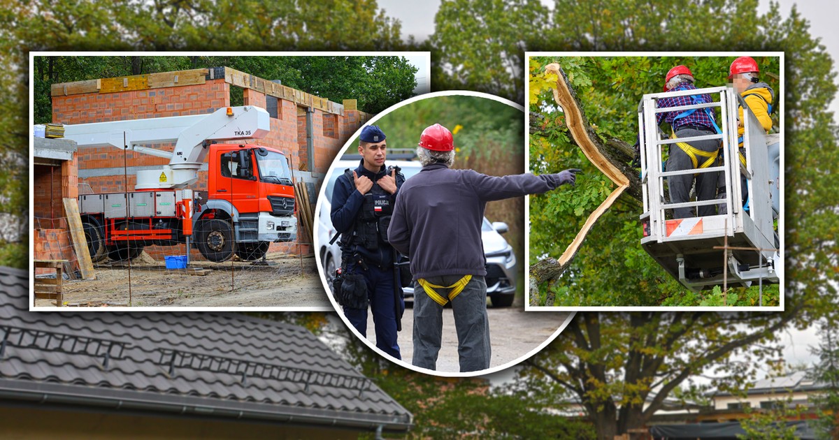 Wojna o dąb w Sulejówku. Mieszkańcy wściekli na dewelopera. "Śmieje się wszystkim w twarz"