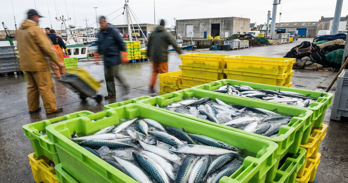 400 tonnes de maquereaux distribuées en urgence aux pęcheurs professionnels