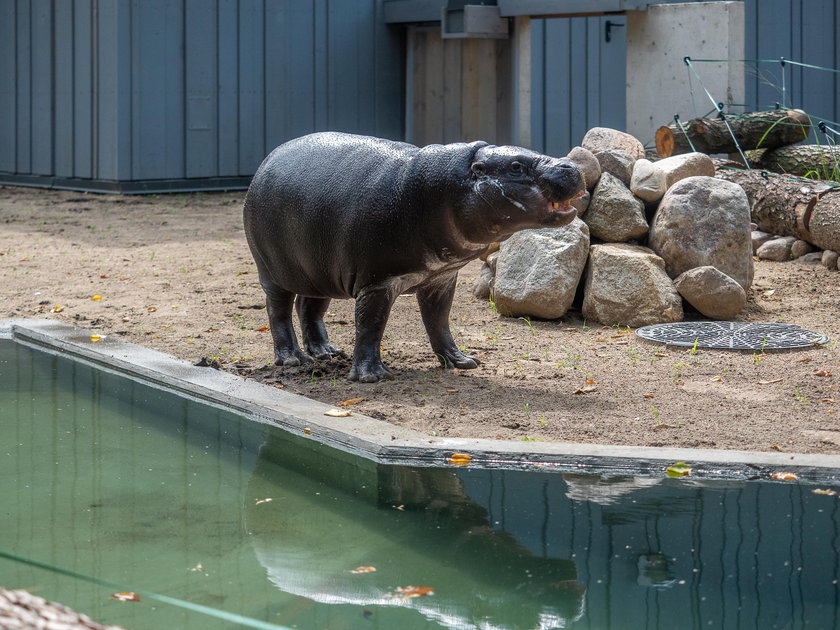 Nowy hipopotam w Łódzkim zoo