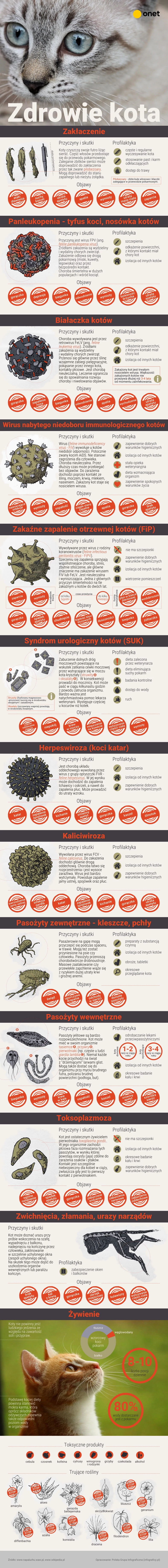 Zdrowie kota [INFOGRAFIKA]