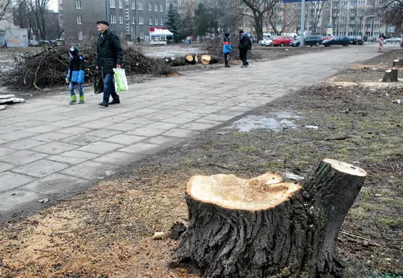 Szyszko od wycinki, która może uderzyć w parki: "dostałem setki gratulacji". W sieci ich nie widać