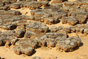 Stromatolity w Zatoce Rekina