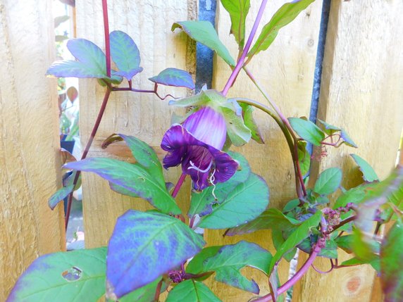 Kobea pnąca Cobaea scandens – wywodzi się z Meksyku, gdzie jest rośliną wieloletnią. W polskich warunkach klimatycznych efektowne pnącza na balkon należą do roślin jednorocznych. Pnący kwiat na balkon wyróżnia się dużymi barwnymi dzwonkowatymi kielichami, osiągającymi do 7 cm średnicy oraz czepnymi wąsami, którymi zakończone są liście. Kobea na balkonie może dorosnąć do 4 m wysokości. Nasiona wysiewamy w marcu do doniczek. Siewki wysadzamy do balkonowych i tarasowych donic w połowie maja. Uprawa rośliny udaje się w wilgotnym próchnicznym podłożu. Kobea na balkonie pięknie kwitnie na stanowisku słonecznym i dobrze osłoniętym od wiatru. Jej pielęgnacja polega na dbałości o wilgotne podłoże oraz zasilanie wieloskładnikowymi nawozami, co 2 tygodnie. Pnącza na balkon regularnie przeglądamy, usuwając zwiędłe kwiaty, by pobudzić roślinę do obfitszego kwitnienia.